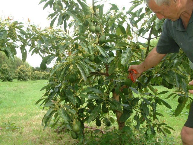 avopro avocado tree R J orchard