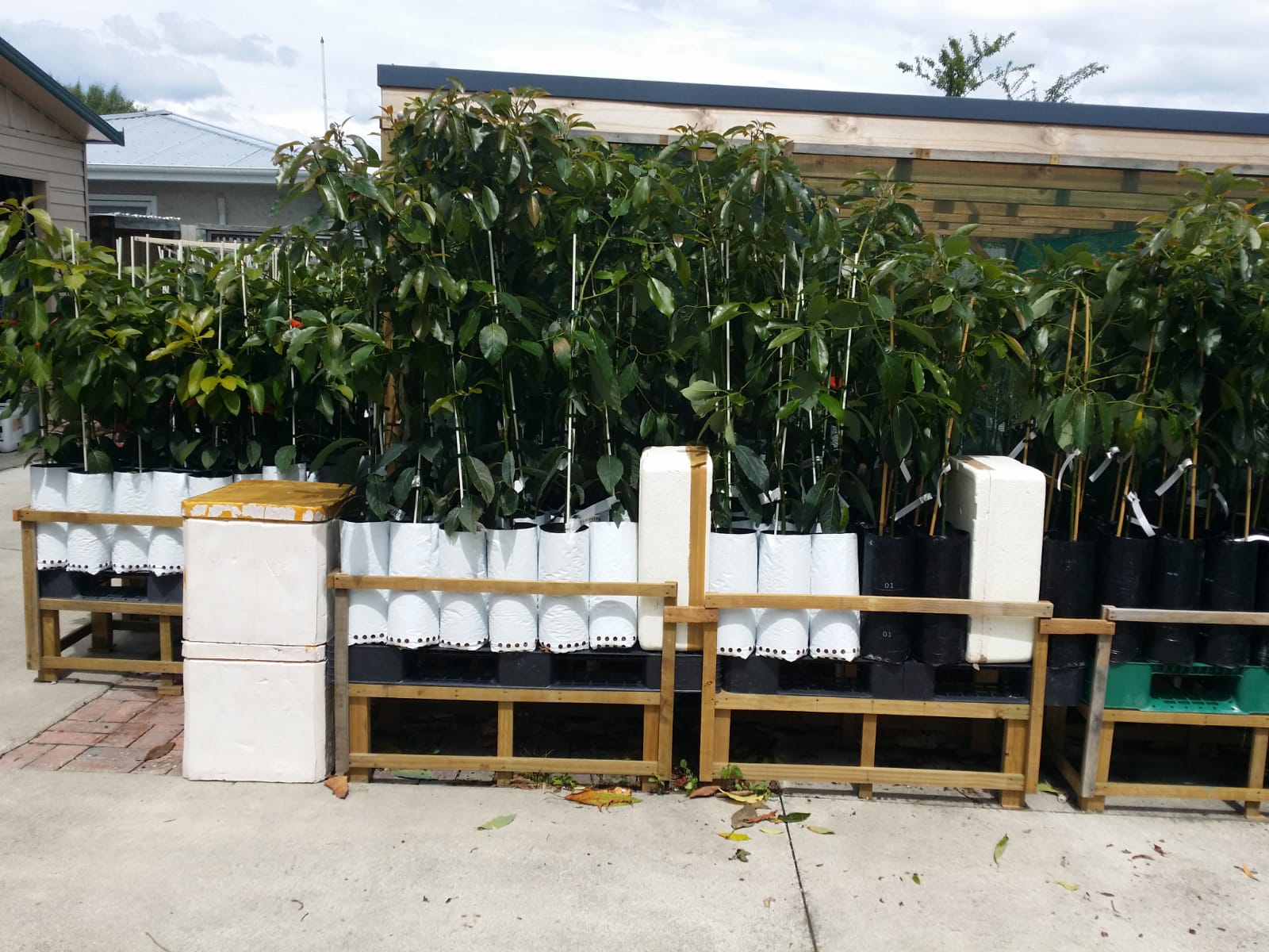 avopro avocado trees 2019