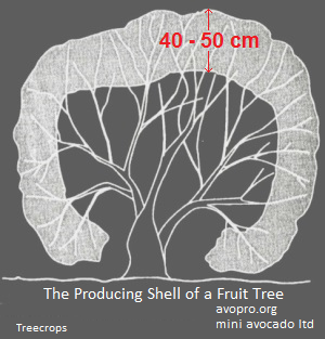 avopro avocado producing shell