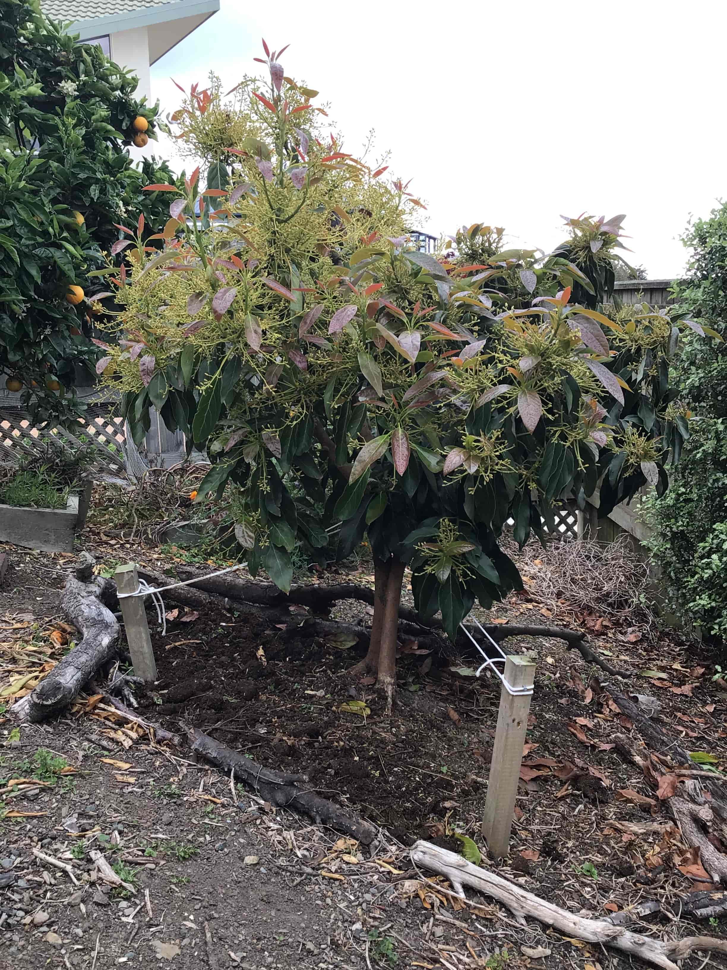 Two Trees in one hole N Mechen