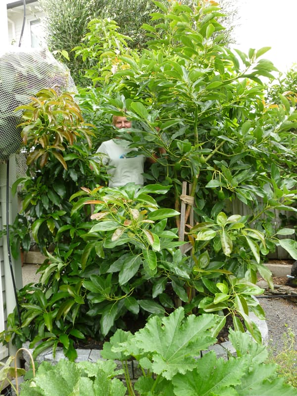 avocado trees square meter 1