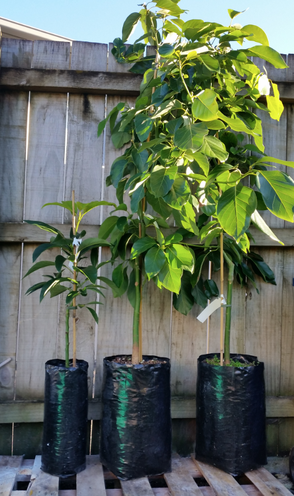 dwarf avocado tree size