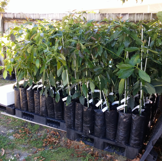 Avopro avocado trees at nursery
