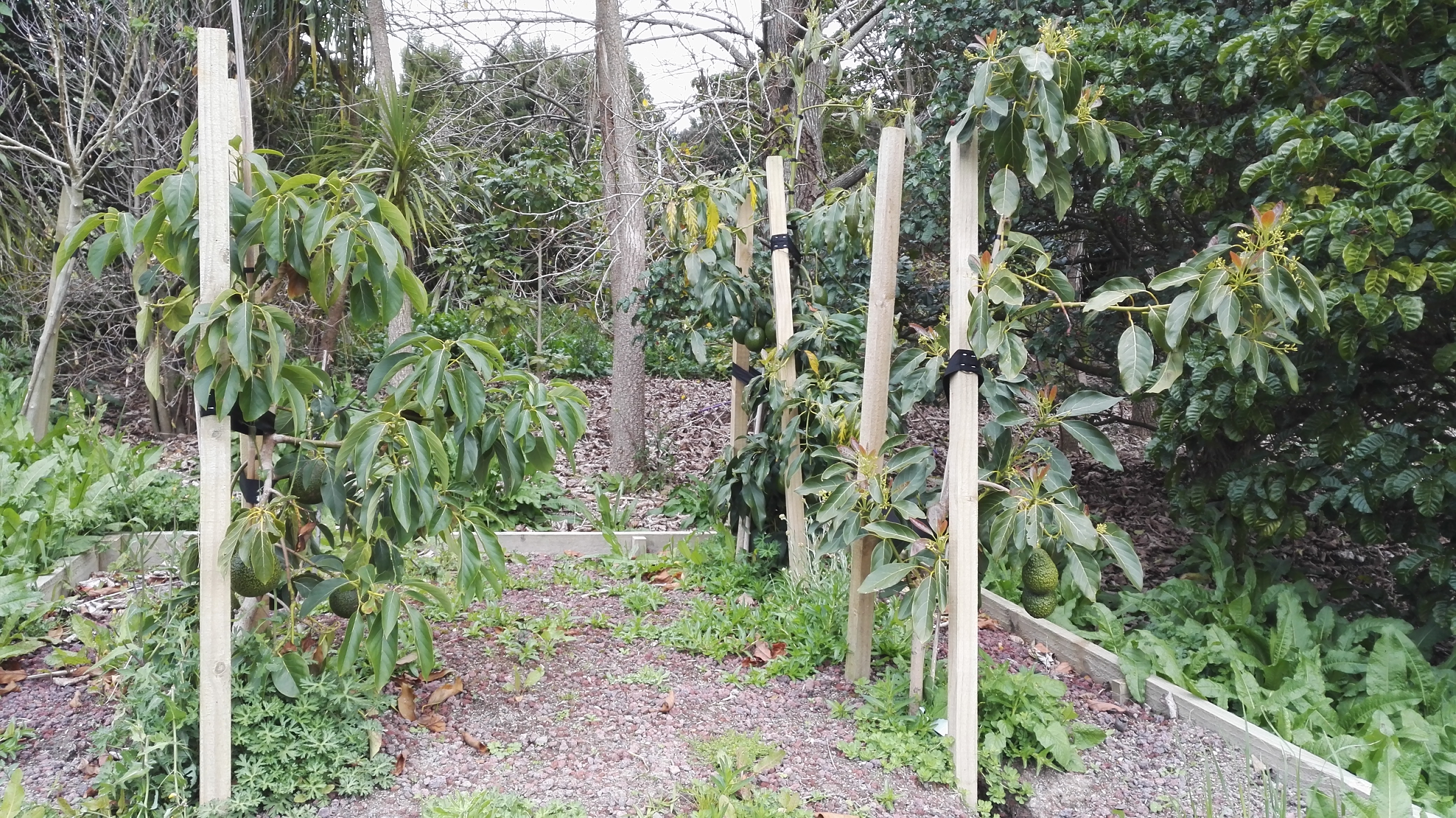 Avopro avocado trees success