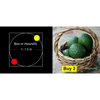 2-avocado-trees_planting-guide_avopro