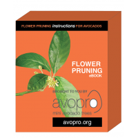 avopro-avocado-flower-pruning