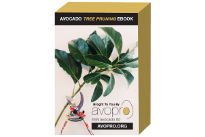 avopro-avocado-tree-pruning