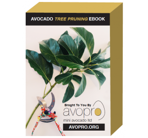 avopro-avocado-tree-pruning