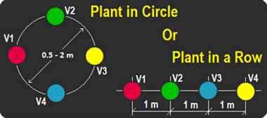 avopro avocado planting diagram